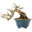 Acer buergerianum, 15 cm, ± 15 years old, in a handmade Japanese pot by Shozan