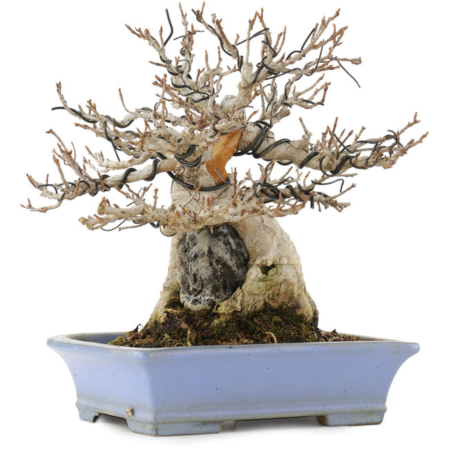 Acer buergerianum, 19,5 cm, ± 25 anni, in un vaso giapponese fatto a mano da Shibakatsu