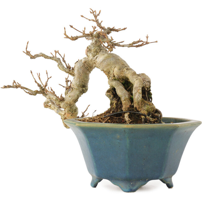 Acer buergerianum, 15 cm, ± 15 years old, in a handmade Japanese pot by Shozan
