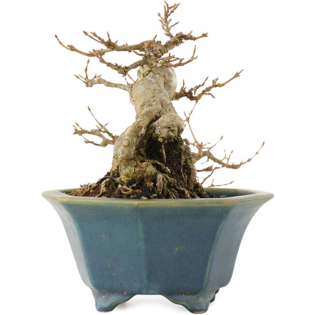 Acer buergerianum, 15 cm, ± 15 anni, in un vaso giapponese fatto a mano da Shozan