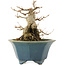 Acer buergerianum, 15 cm, ± 15 años, en una maceta japonesa hecha a mano por Shozan