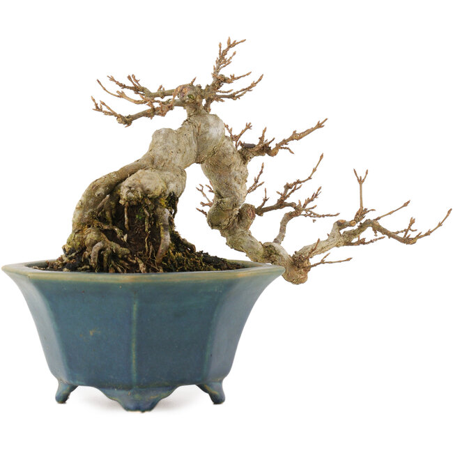 Acer buergerianum, 15 cm, ± 15 ans, dans un pot japonais fait main par Shozan