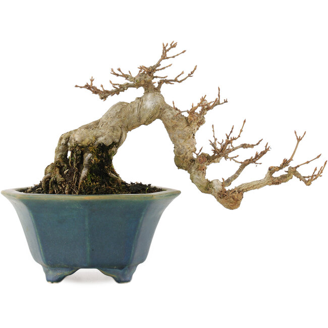 Acer buergerianum, 15 cm, ± 15 years old, in a handmade Japanese pot by Shozan