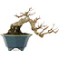 Acer buergerianum, 15 cm, ± 15 years old, in a handmade Japanese pot by Shozan