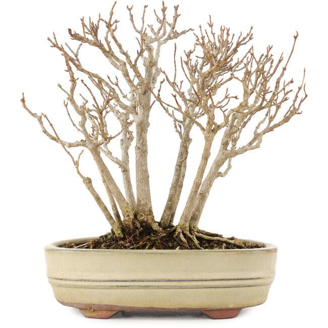 Acer buergerianum, 19 cm, ± 12 anni