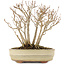 Acer buergerianum, 19 cm, ± 12 anni