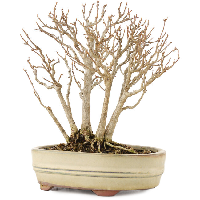 Acer buergerianum, 19 cm, ± 12 jaar oud