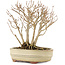 Acer buergerianum, 19 cm, ± 12 anni