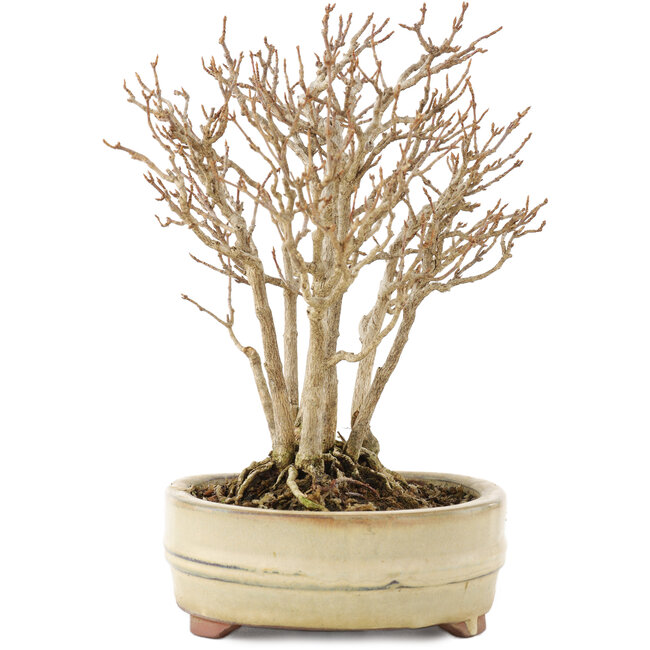 Acer buergerianum, 19 cm, ± 12 years old