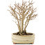 Acer buergerianum, 19 cm, ± 12 anni