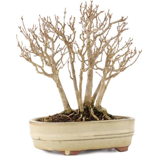 Acer buergerianum, 19 cm, ± 12 ans