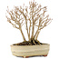 Acer buergerianum, 19 cm, ± 12 anni