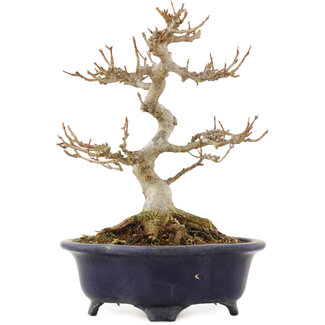 Shozan Acer buergerianum, 20,5 cm, ± 15 anni