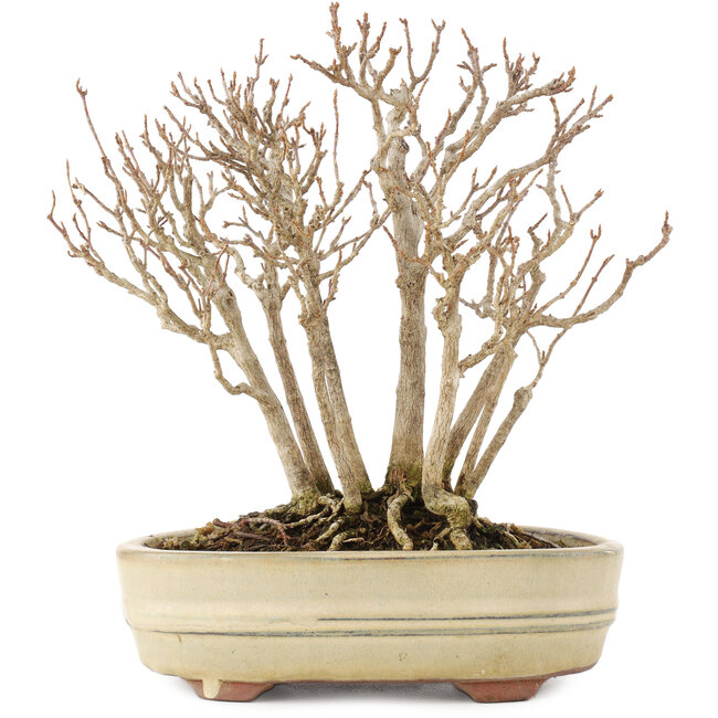Acer buergerianum, 19 cm, ± 12 jaar oud