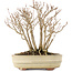 Acer buergerianum, 19 cm, ± 12 anni