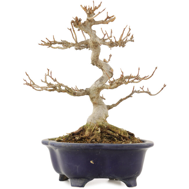 Acer buergerianum, 20,5 cm, ± 15 Jahre alt, in einem kaputten, aber handgefertigten japanischen Topf von Shozan