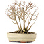 Acer buergerianum, 19 cm, ± 12 anni