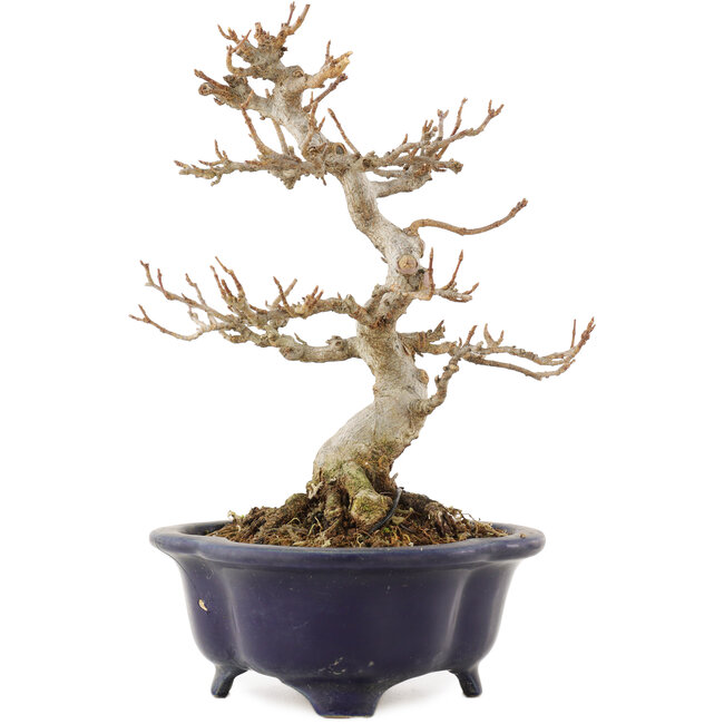 Acer buergerianum, 20,5 cm, ± 15 Jahre alt, in einem kaputten, aber handgefertigten japanischen Topf von Shozan