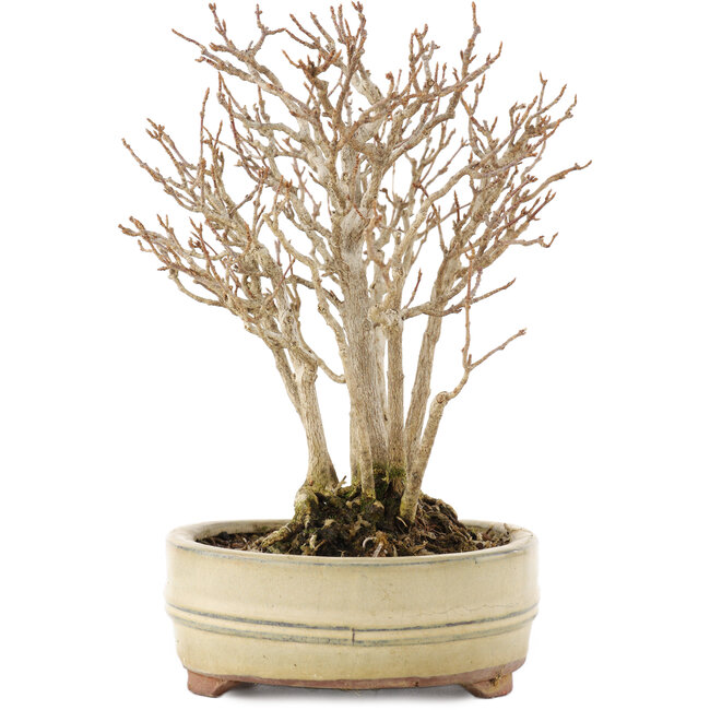 Acer buergerianum, 19 cm, ± 12 anni