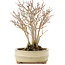 Acer buergerianum, 19 cm, ± 12 anni