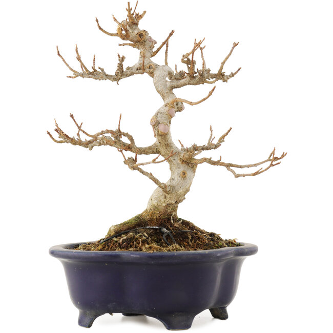 Acer buergerianum, 20,5 cm, ± 15 Jahre alt, in einem kaputten, aber handgefertigten japanischen Topf von Shozan