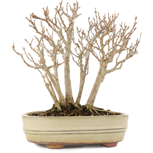 Acer buergerianum, 19 cm, ± 12 years old