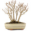 Acer buergerianum, 19 cm, ± 12 anni