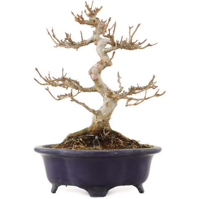 Acer buergerianum, 20,5 cm, ± 15 años, en una maceta japonesa rota pero hecha a mano por Shozan