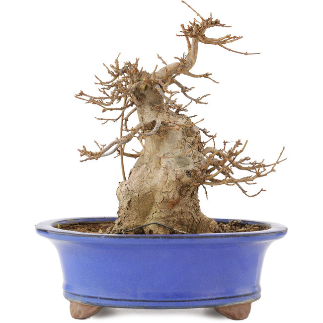 Acer buergerianum, 22 cm, ± 15 anni