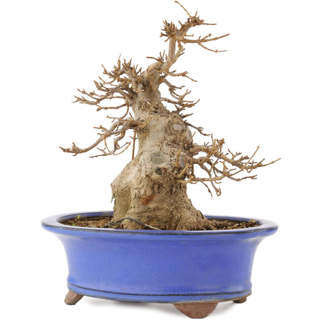 Acer buergerianum, 22 cm, ± 15 anni