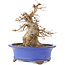 Acer buergerianum, 22 cm, ± 15 anni