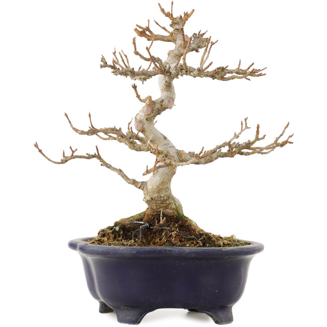 Acer buergerianum, 20,5 cm, ± 15 anni, in un vaso giapponese rotto ma fatto a mano da Shozan