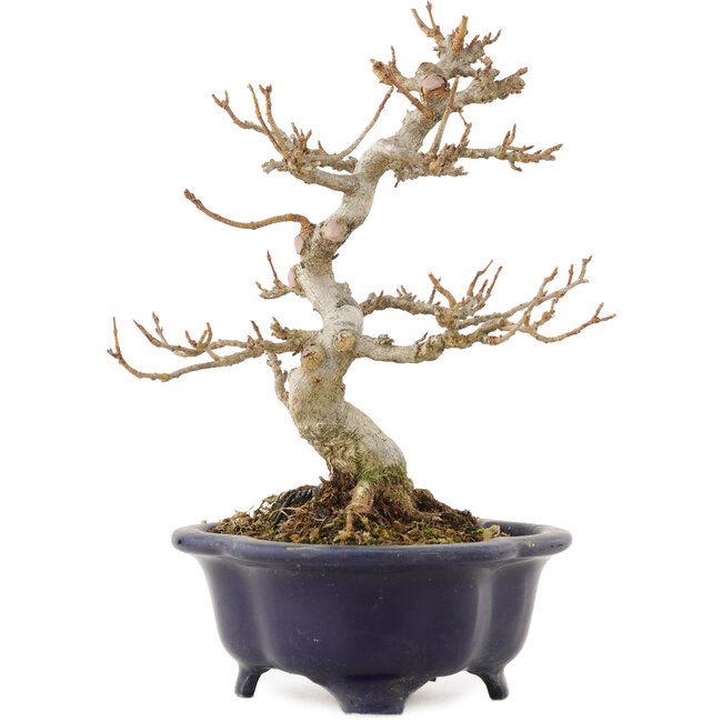 Acer buergerianum, 20,5 cm, ± 15 años, en una maceta japonesa rota pero hecha a mano por Shozan