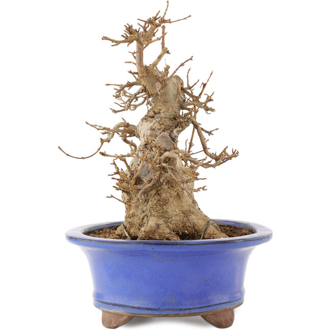 Acer buergerianum, 22 cm, ± 15 ans