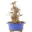 Acer buergerianum, 22 cm, ± 15 anni