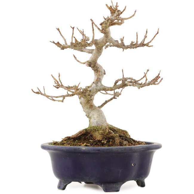 Acer buergerianum, 20,5 cm, ± 15 anni, in un vaso giapponese rotto ma fatto a mano da Shozan