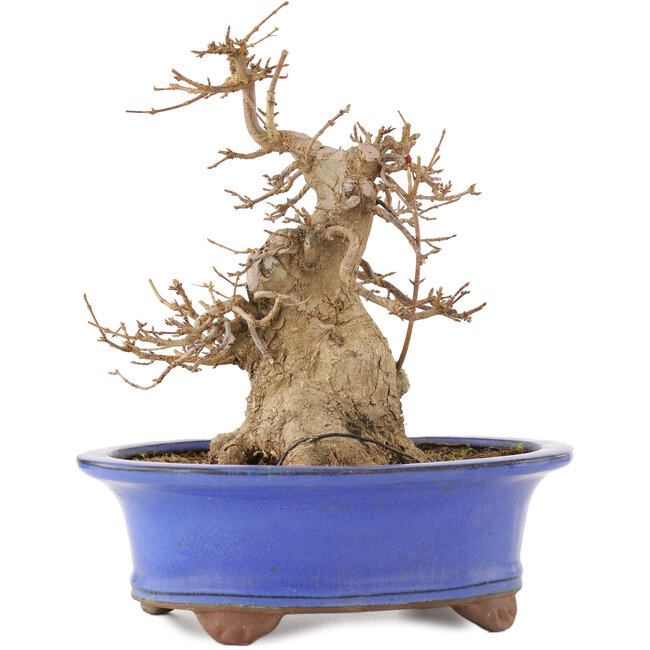 Acer buergerianum, 22 cm, ± 15 años