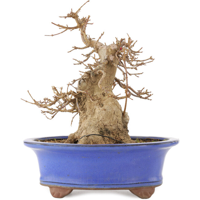 Acer buergerianum, 22 cm, ± 15 anni