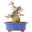 Acer buergerianum, 22 cm, ± 15 anni