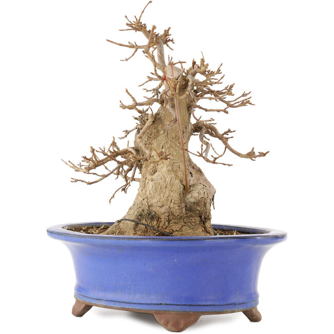 Acer buergerianum, 22 cm, ± 15 years old