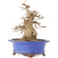 Acer buergerianum, 22 cm, ± 15 anni