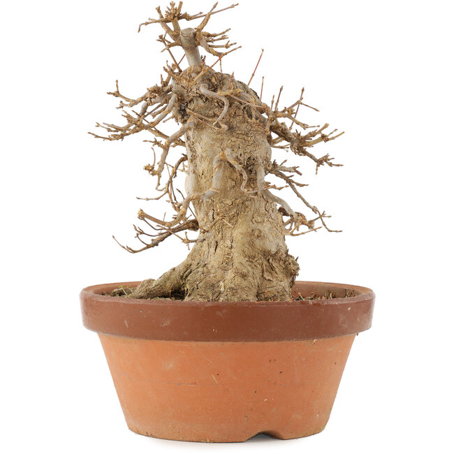 Acer buergerianum, 21 cm, ± 15 años