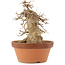 Acer buergerianum, 21 cm, ± 15 anni