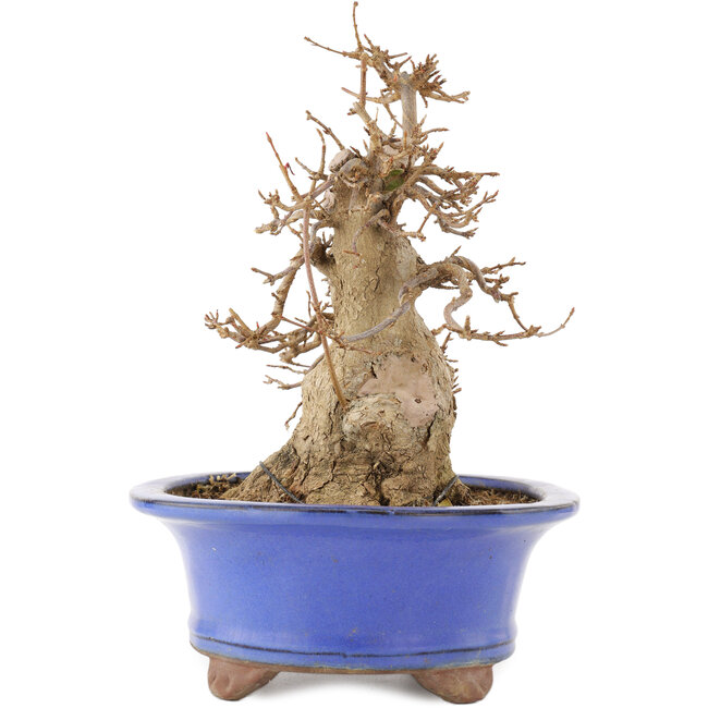 Acer buergerianum, 22 cm, ± 15 ans