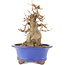 Acer buergerianum, 22 cm, ± 15 anni