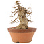 Acer buergerianum, 21 cm, ± 15 anni