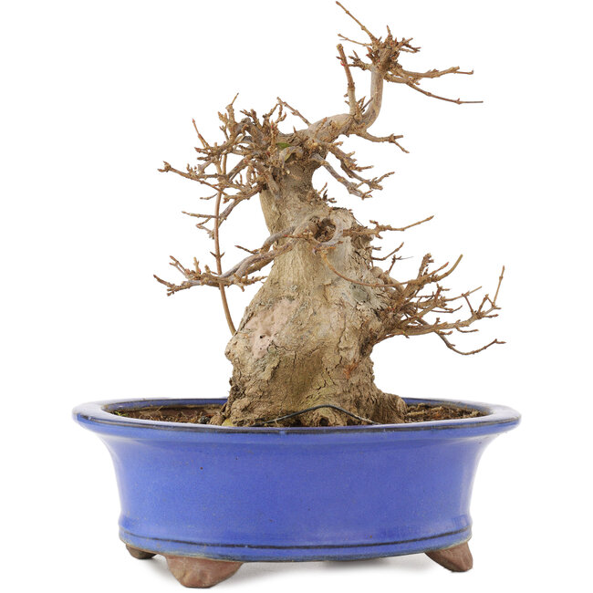 Acer buergerianum, 22 cm, ± 15 ans