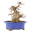 Acer buergerianum, 22 cm, ± 15 anni