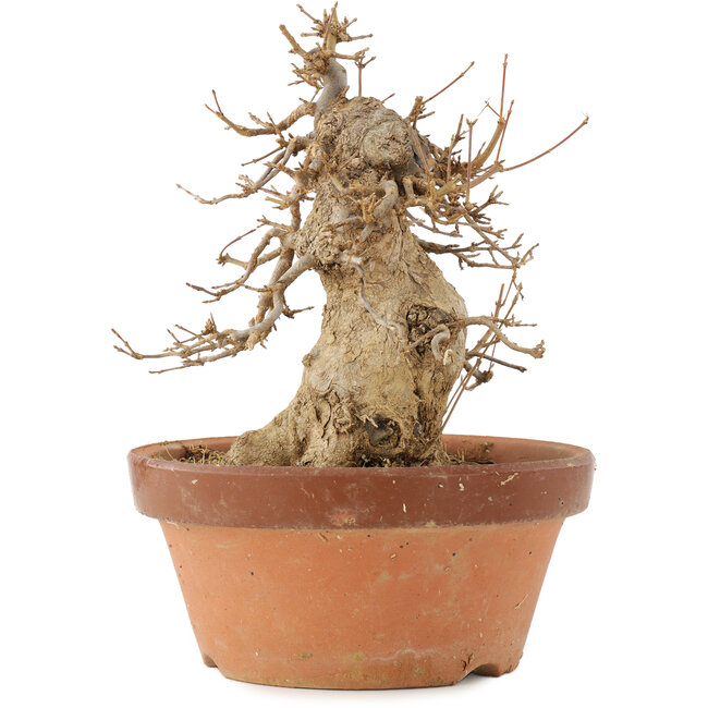 Acer buergerianum, 21 cm, ± 15 jaar oud