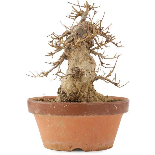 Acer buergerianum, 21 cm, ± 15 años